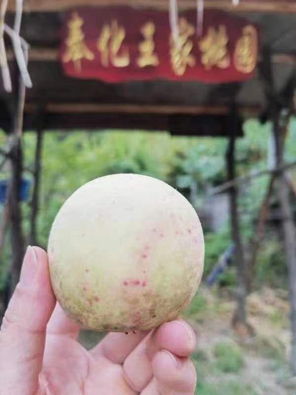 寧波市奉化王家桃園農場(奉化水蜜桃采摘基地)