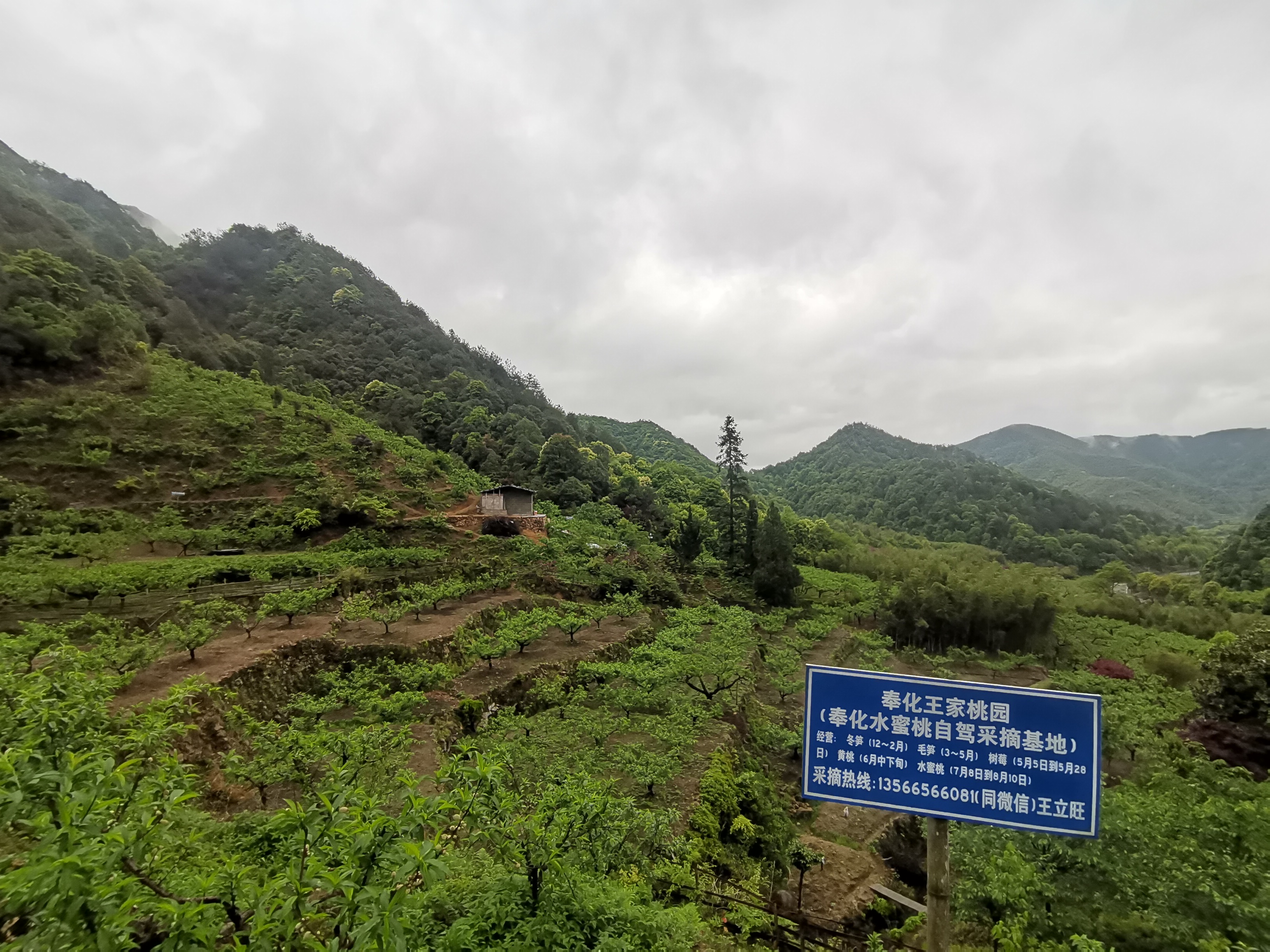 奉化王家桃園水蜜桃采摘