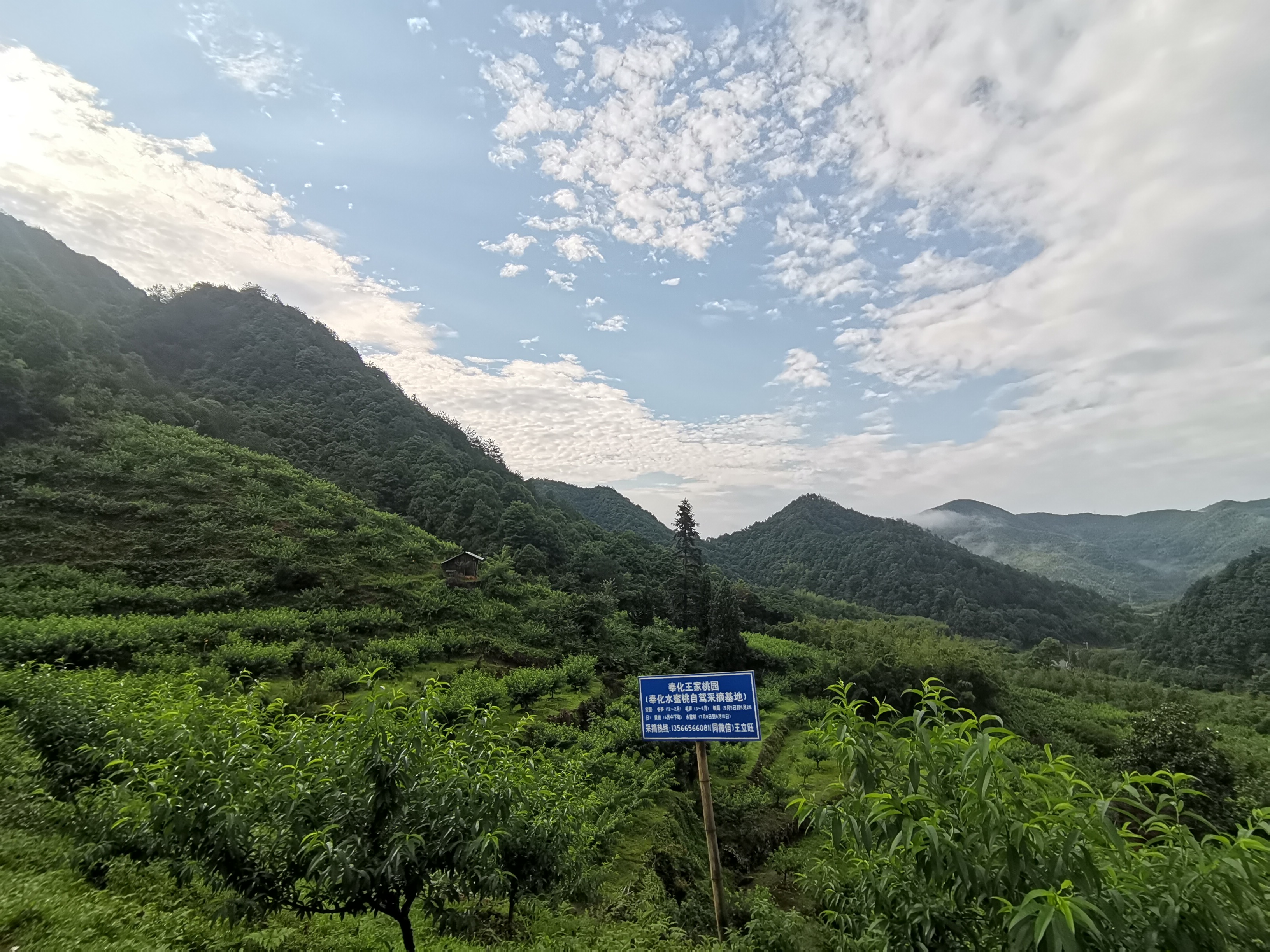 奉化王家桃園水蜜桃采摘