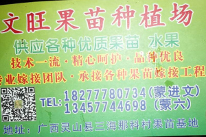 廣西欽州市靈山縣三海文旺果苗種植場