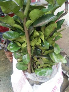 文旺果苗