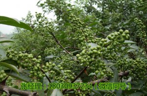 宜賓花椒苗，宜賓花椒苗價格，宜賓花椒苗批發，宜賓花椒苗管理