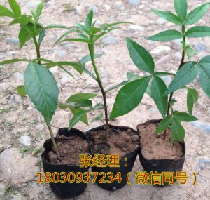資陽花椒苗基地，資陽花椒苗管理，資陽花椒苗批發
