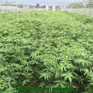 內江種植藤椒樹苗的優勢，內江藤椒樹苗在哪里購買