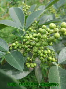 南部縣嫁接藤椒樹苗基地