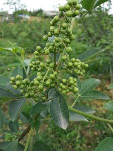 西充藤椒樹苗種植技術|西充藤椒樹苗基地