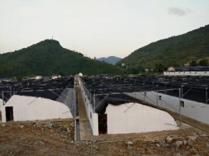 貴州大棚建設(shè)
