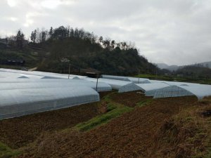 溫室大棚養殖