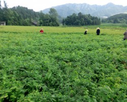湖北芝蘭農(nóng)業(yè)有限公司