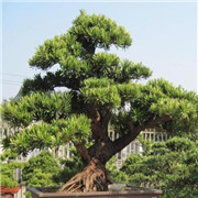 鹽津馳源園藝有限公司
