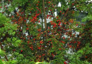 紅豆杉