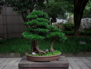 羅漢松