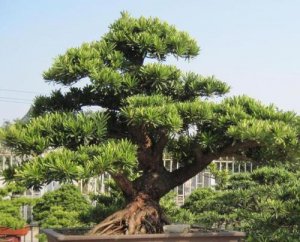 羅漢松