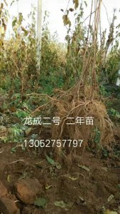 龍成二號2年苗