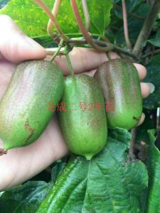 龍成二號(hào)2年苗