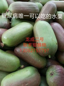 山西龍成二號(hào)兩年苗