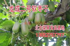 山西龍成二號(hào)兩年苗