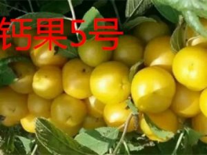 鈣果 歐李 哈波一號(hào)