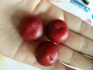 鈣果 歐李 哈波一號(hào)