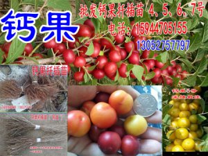 鈣果 歐李 哈波一號(hào)