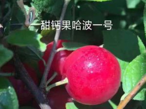 哈波一號(hào)