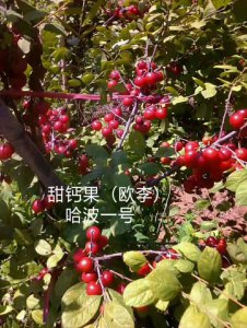 哈波一號(hào)鈣果