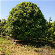 廣西桂花苗木繁育基地