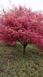紅楓樹