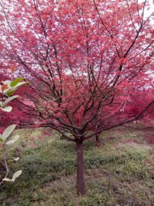 紅楓樹