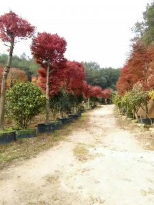 紅楓樹