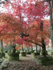 紅楓樹