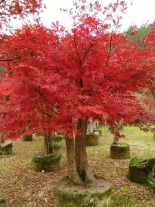 紅楓樹