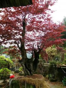 紅楓樹