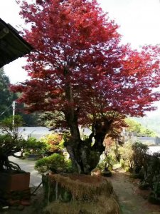 紅楓樹