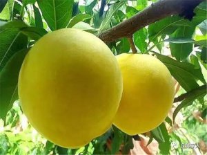 黃桃
