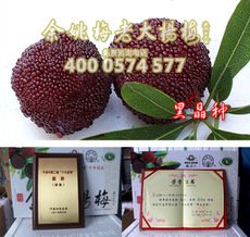 正宗2公分黑晶楊梅苗直銷 新品種 嫁接 楊梅樹(shù)苗
