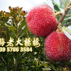 浙江產(chǎn)地楊梅果樹(shù)苗 5-8公分粉紅種楊梅樹(shù)苗
