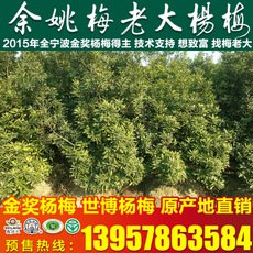 正宗浙江粉紅種楊梅樹(shù)苗 3公分楊梅果樹(shù)苗 新品粉紅楊梅苗批發(fā)
