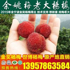 正宗余姚東魁8公分楊梅苗 庭院盆栽楊梅樹(shù)苗 嫁接楊梅果樹(shù)苗