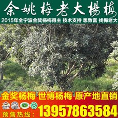 正宗東魁楊7公分梅苗 果特大肉厚味濃汁多楊梅嫁接苗