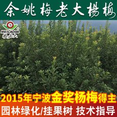 正宗楊梅樹綠化樹苗批發 4-5公分工程綠化苗