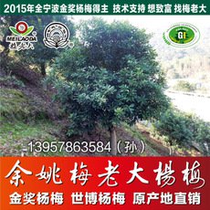 余姚基地直供獨桿綠化楊梅樹苗