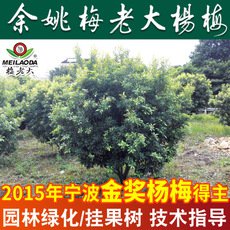 大量楊梅樹苗工程綠化苗 P=2.5,H=3