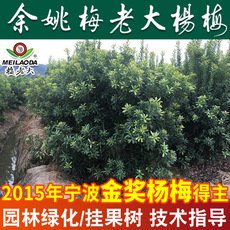 余姚楊梅基地批發 P=2,H=2.5高桿楊梅樹苗