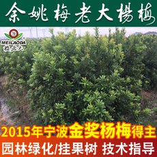 余姚楊梅基地批發 P=2,H=2.5高桿楊梅樹苗