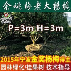 基地直銷工程綠化楊梅樹苗 P=3,H=3楊梅苗