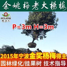 基地直銷工程綠化楊梅樹苗 P=3,H=3楊梅苗