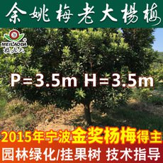 基地批發楊梅樹苗 P=3.5,H=3.5工程綠化苗