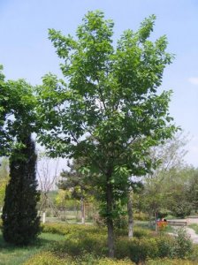 蒙古櫟