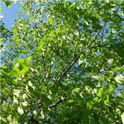 山東聊城帥源綠化苗木基地